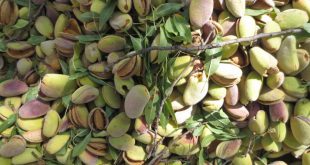 تولیدکننده بادام ایرانی با کیفیت و خرید آن از شرکت زرین مغز