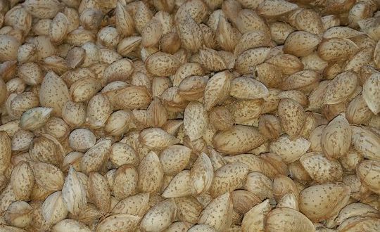 قیمت بادام کاغذی ۰۹۱۲۰۷۷۴۱۲۸