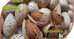 خرید بادام کاغذی شرکت زرین بادام 09120774128