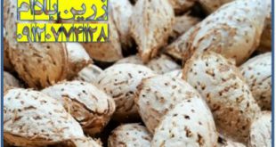 فروش بادام محب درجه یک شرکت زرین بادام ۰۹۱۲۰۷۷۴۱۲۸