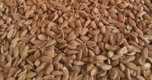 فروش مغز بادام با قیمت عالی ۰۹۱۲۰۷۷۴۱۲۸