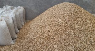 خرید بادام کاغذی شرکت زرین بادام 09120774128